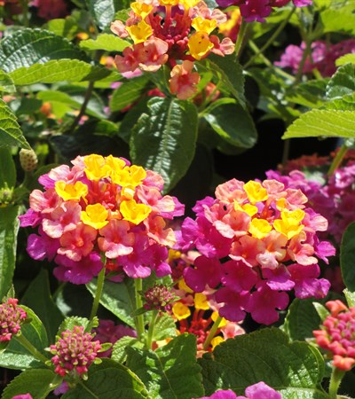 Lantana Landmark™ Sunrise Rose